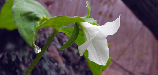 Trillium