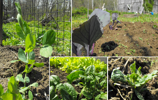 Collage of garden photos.