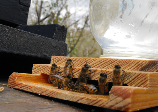 Sugar water feeder for honey bees