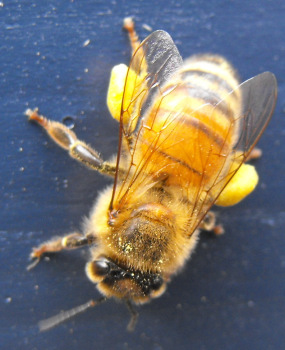 Worker bee with full pollen sacs