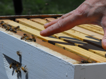 Open super of honey bees