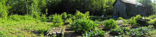 Back garden in June 2008.