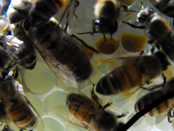 Honey bees storing pollen