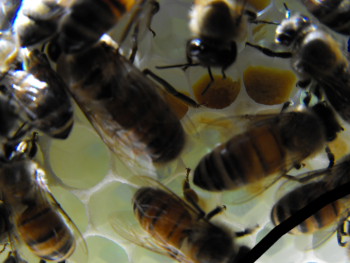 Bees storing pollen