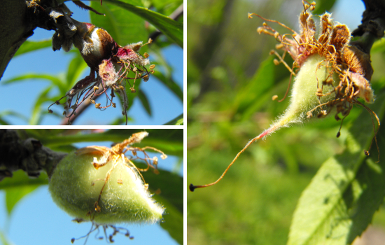 Tiny peaches forming out of withered flowers.