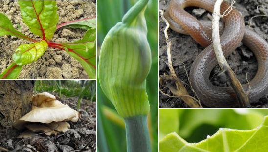 Collage of current garden photos.