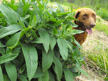 Lucy beside a large bush of comfrey