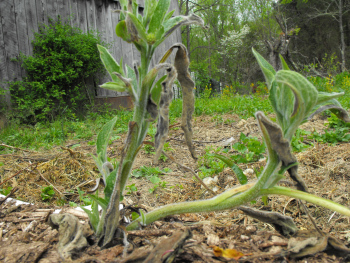 Badly planted comfrey putting up new leaves.