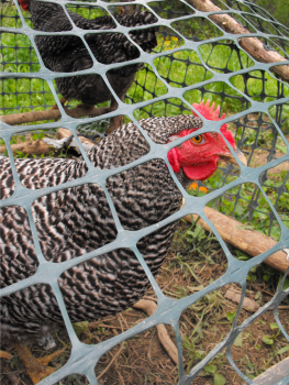 Barred Plymouth Rock