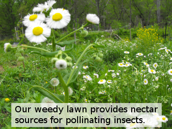 Our weedy lawn provides nectar sources for pollinating insects.