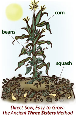 Three sisters planting method