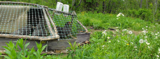 Chicken tractor