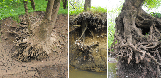 Eroded tree roots