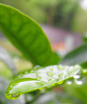 Rain on a tangerine leaf.