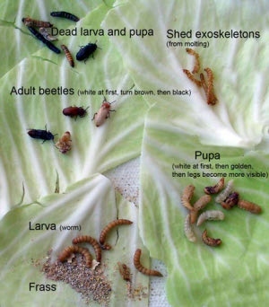 meal worm life cycle