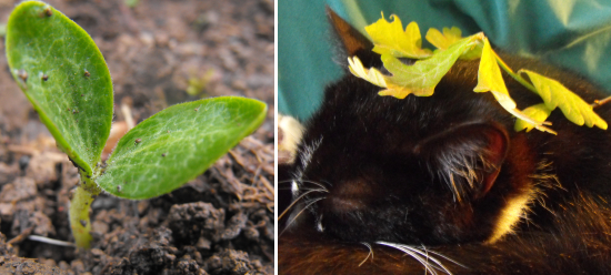 First squash seedling and oak leaves.