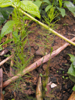 Asparagus seedling