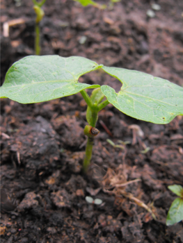 Bean seedling