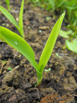 Corn seedling