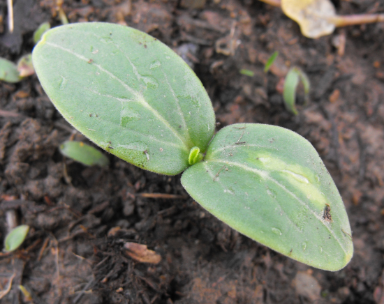 Cucumber seedling