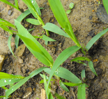 Grass seedling