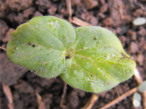 Okra seedling