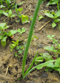 Onion seedling