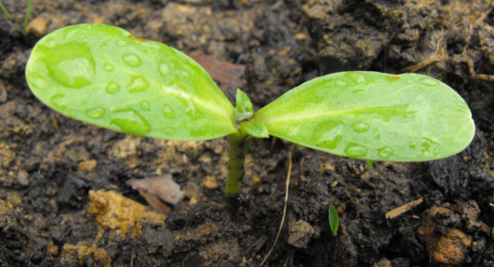 Sunflower seedling