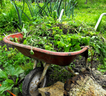 Wheelbarrow of weeds