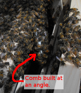 Foundationless frame with burr comb.