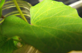 Oedema on a sweet potato leaf.