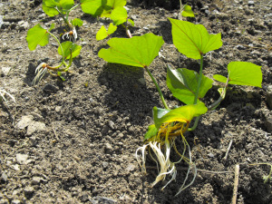 sweet potato start