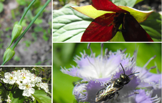 Purple Trillium, Mist Flower, Hawthorne, and Wild Onion