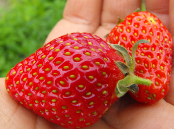 Strawberries