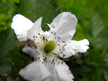 Blackberry flower