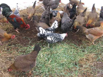 Feeding worms to chickens