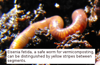 Eisenia fetida, a safe worm for vermicomposting, can be distinguished by yellow striping between segments.