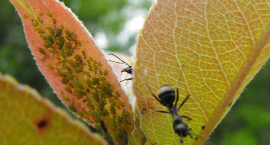 Ant farming aphids on a pear leaf.