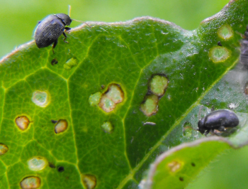 Flea beetle