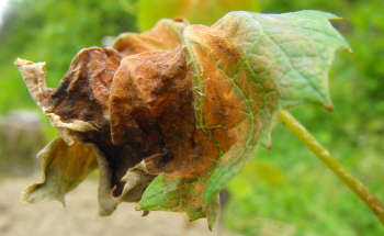 Grape leaf nipped by frost.