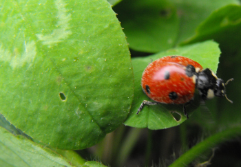 Ladybug