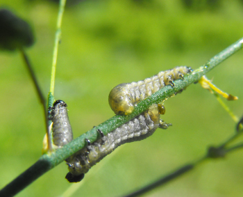 Asparagus beetle larvae