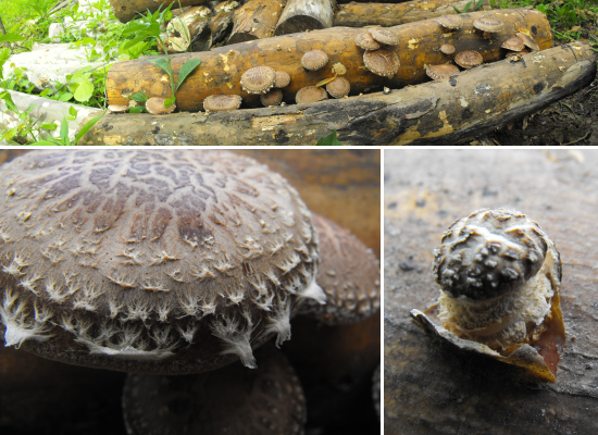 Shiitakes fruiting on sycamore logs