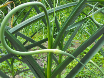 Garlic scapes