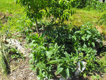 Comfrey at the base of a nectarine