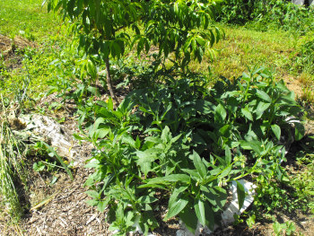 Comfrey growing under a nectarine.