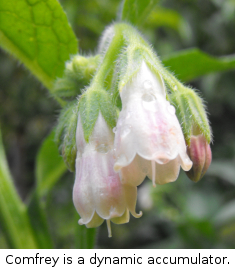 Comfrey is a dynamic accumulator.