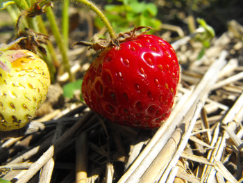 Strawberry micronutrient deficiency