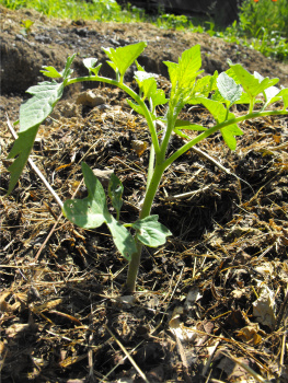Tomato mulched with mixed weeds.