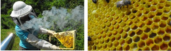 bee pollen and smoke